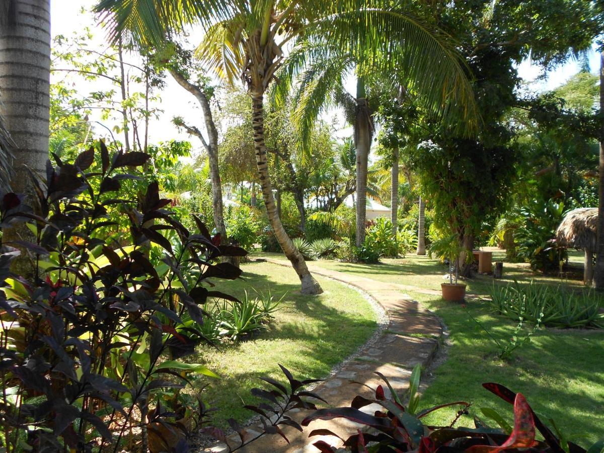 Palm-Covered House In The Tropical -Casa Oli Las Galeras Buitenkant foto